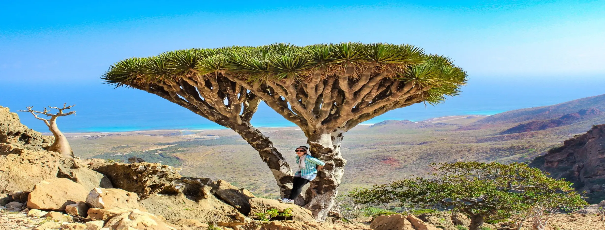 Image for Visit Socotra Island